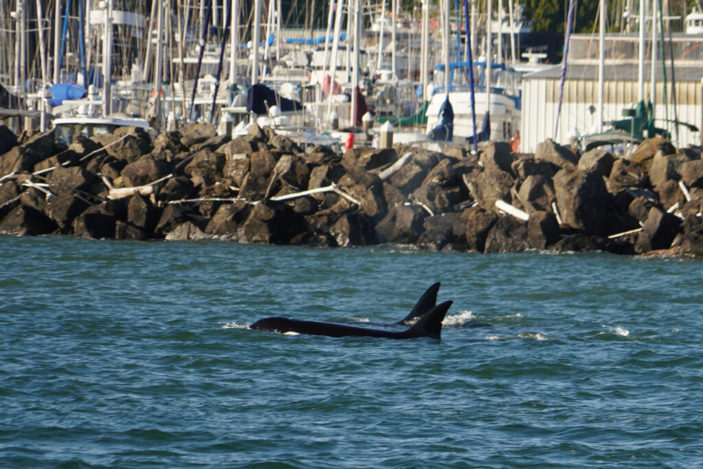 Orca tail fin surfacing near a rocky shoreline with a crowded marina of moored boats in the background.