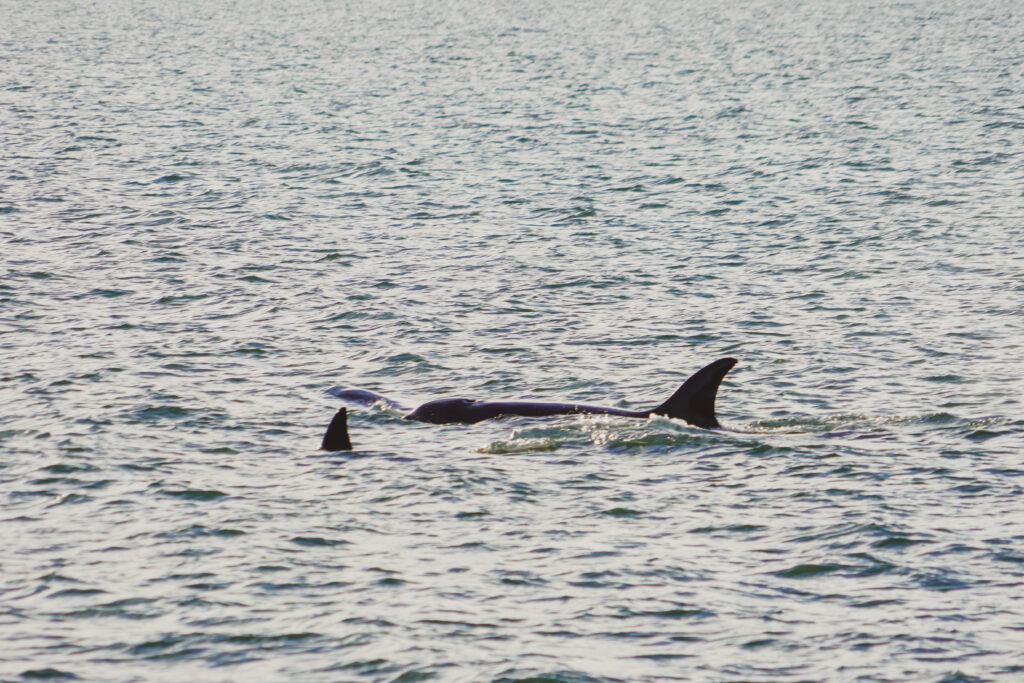 Dolphins swimming near the surface of the choppy ocean water, their dorsal fins just above the waves
