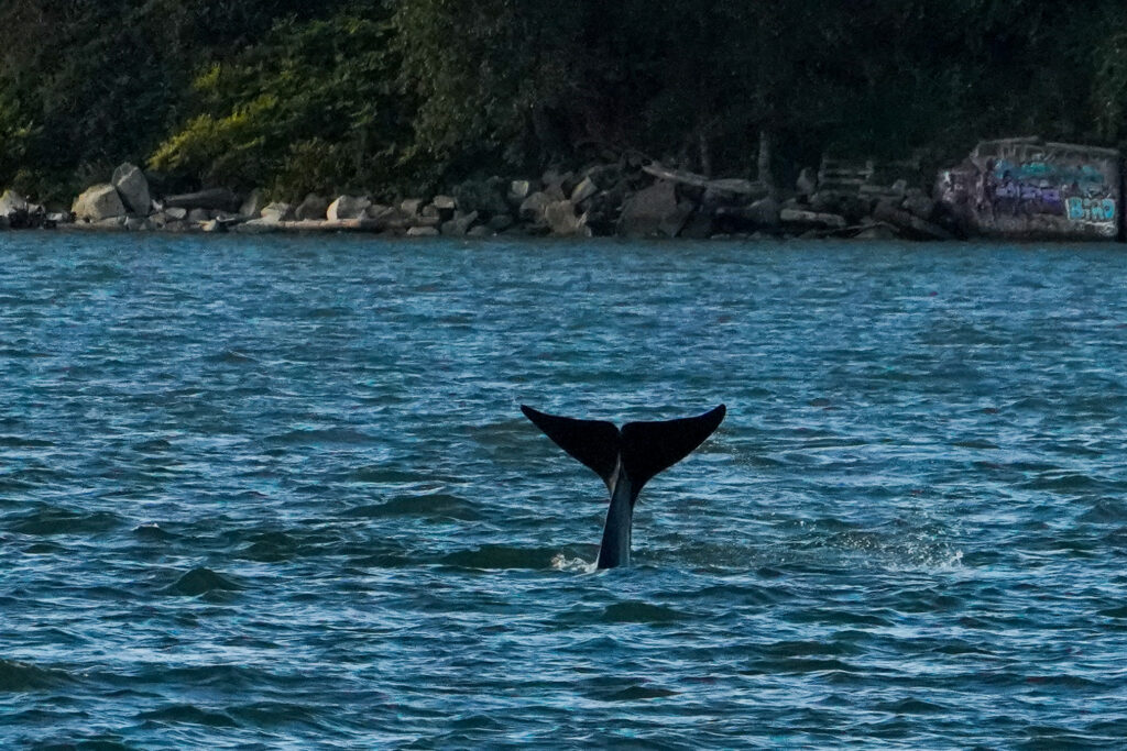 Whale tail lifting above blue water near a rocky shoreline with graffiti on a wall in the background