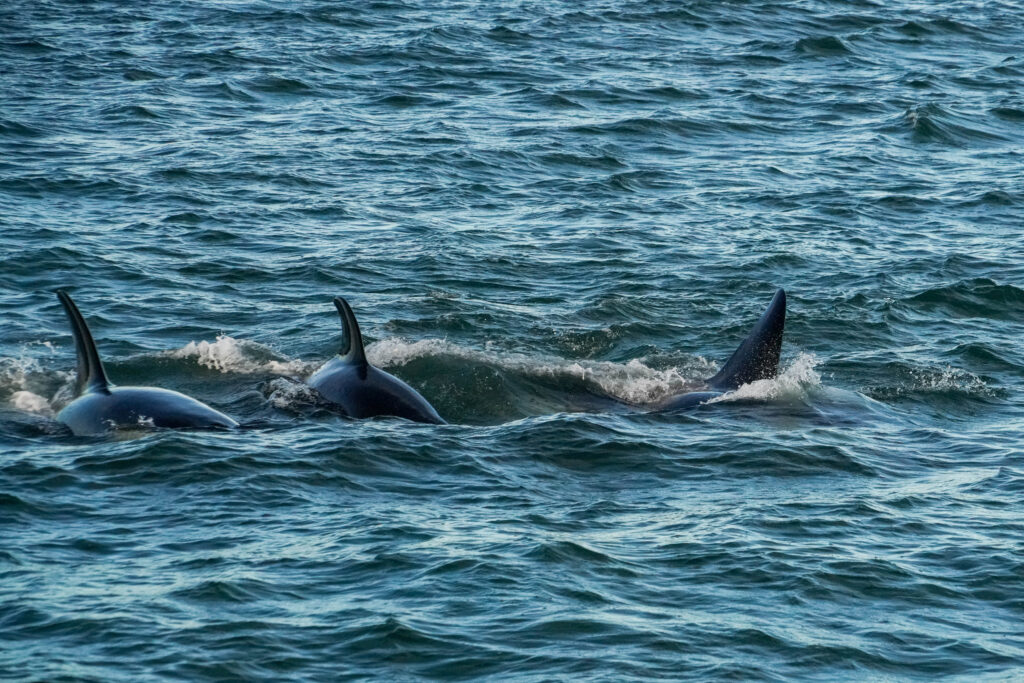 Dorsal fins of dolphins surfacing in blue ocean water