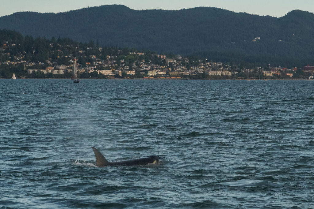 Dorsal fin cutting the water near the foreground with a coastal town and forested hills across the bay in the background.