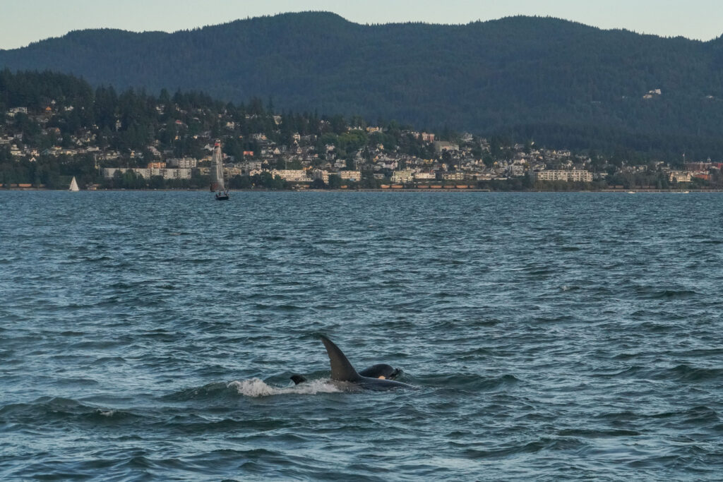 Whale's tail fluke rises from the sea near the foreground, with a distant shoreline town and forested hills across the water.