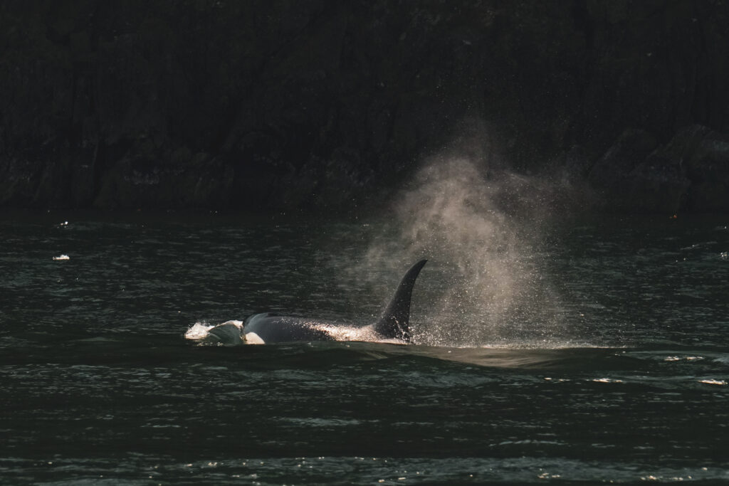 Two orcas surfacing near a dark rocky shoreline with spray on the water surface at night.