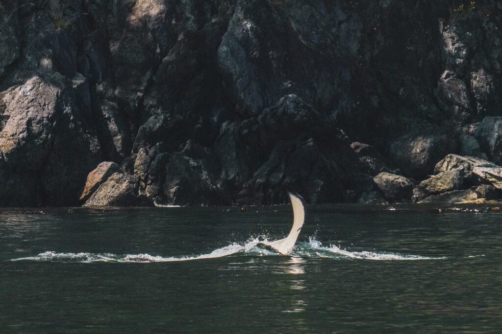 Rugged rocky cliff over dark blue water with a white seabird sweeping toward the sea surface below.