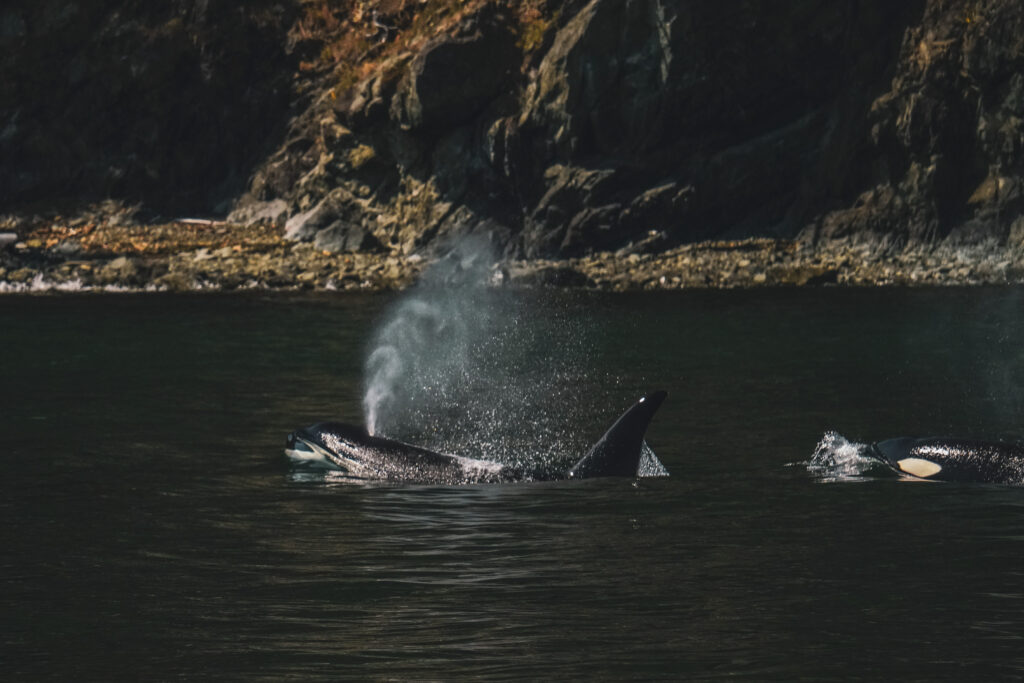 Whale tails breach the water near a dark, rocky shoreline with spray in the foreground.