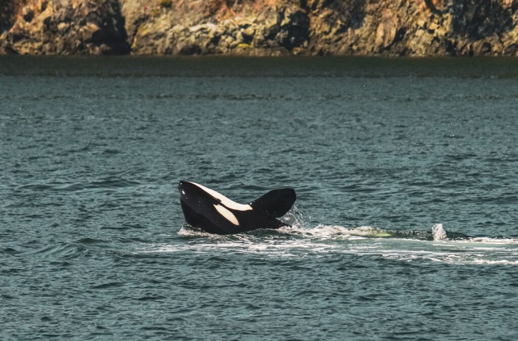 Orca whale's tail fluke rising above the water near a rocky shoreline.