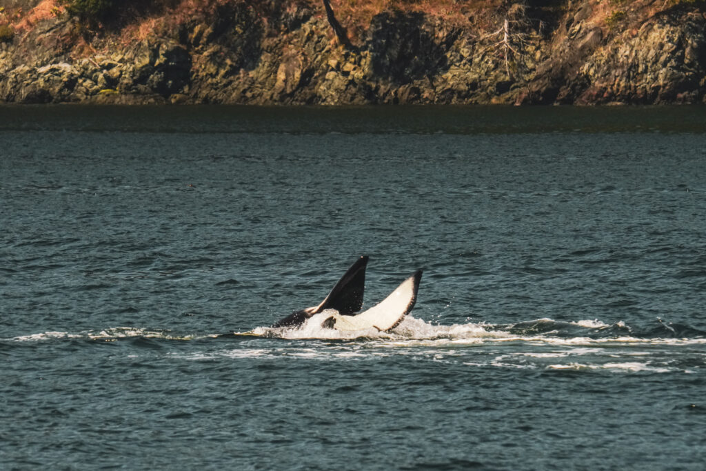 Two whale flukes lifting above the water near a rocky shoreline.