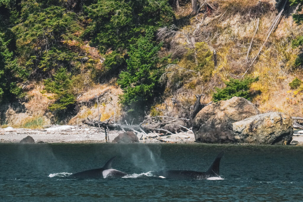 Orcas swimming near a rocky coastline with trees on the cliff above the water surface.
