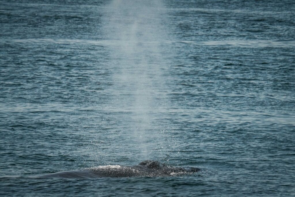Whale surfacing in the blue ocean, blowing a tall spout of water into the air.