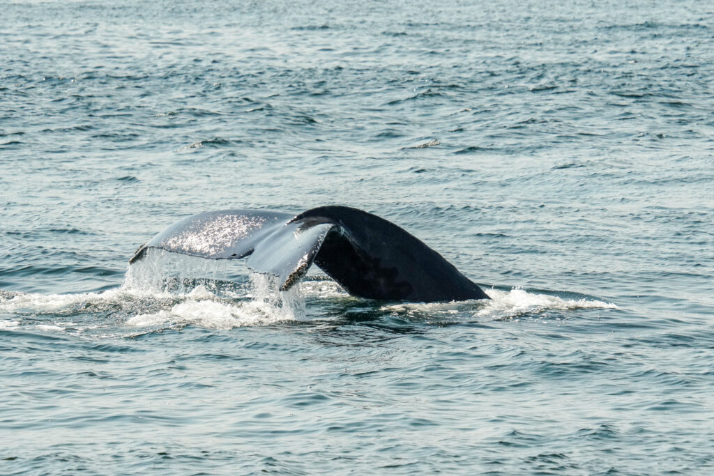 Whale's tail fluke rises from the ocean as it dives.