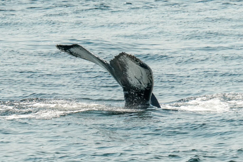 Whale's tail fluke lifting from the blue ocean as it dives, with water droplets cascading from the fluke edges.
