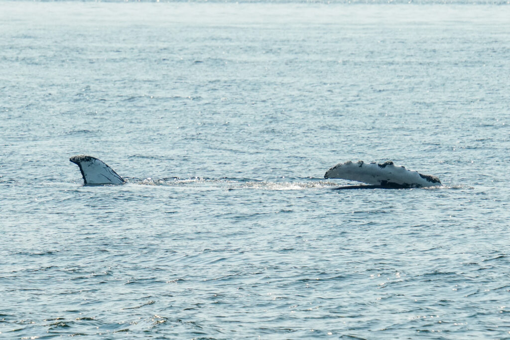 Two whale tails rising above the blue ocean surface as they dive.