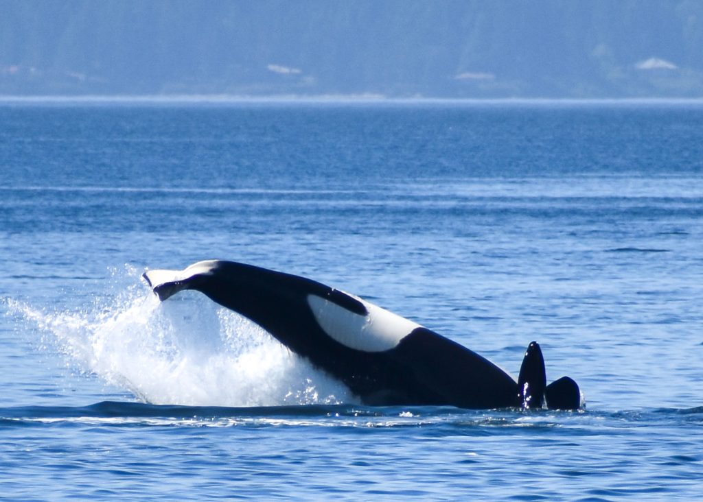 Orca (killer whale) leaping from the blue ocean, spray rising as it breaches the surface.
