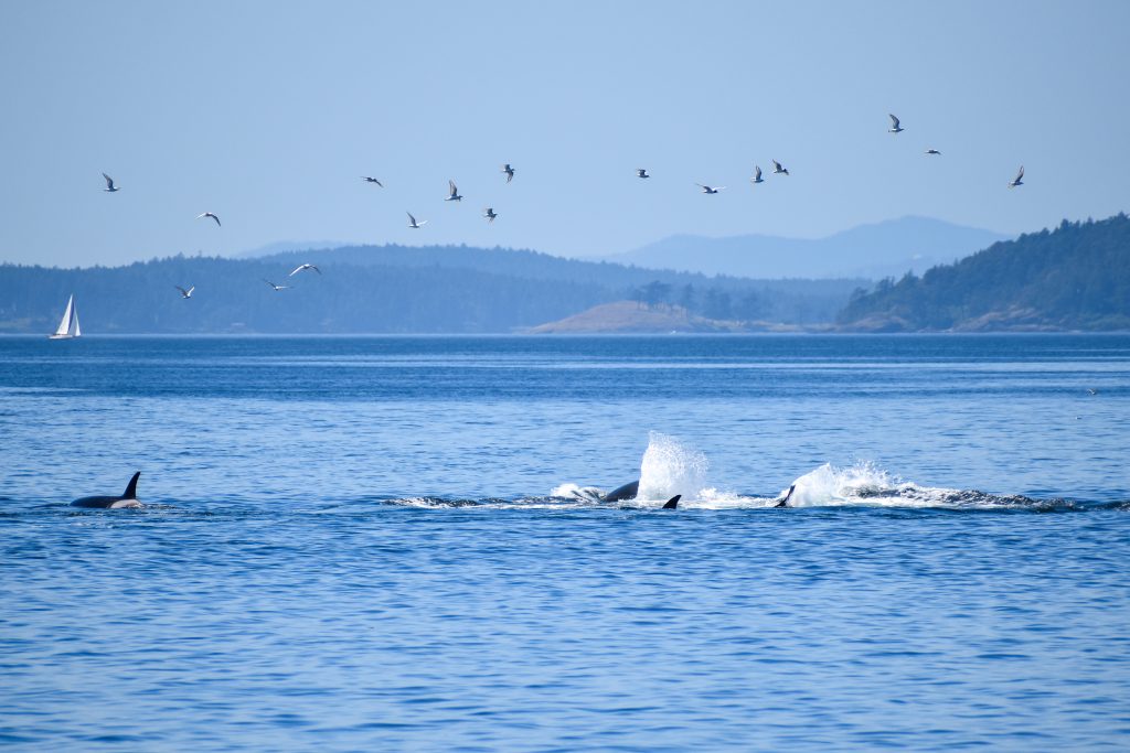 Sailboat on the blue ocean with a pod of dolphins surfacing near the foreground and a flock of birds flying over distant hills.