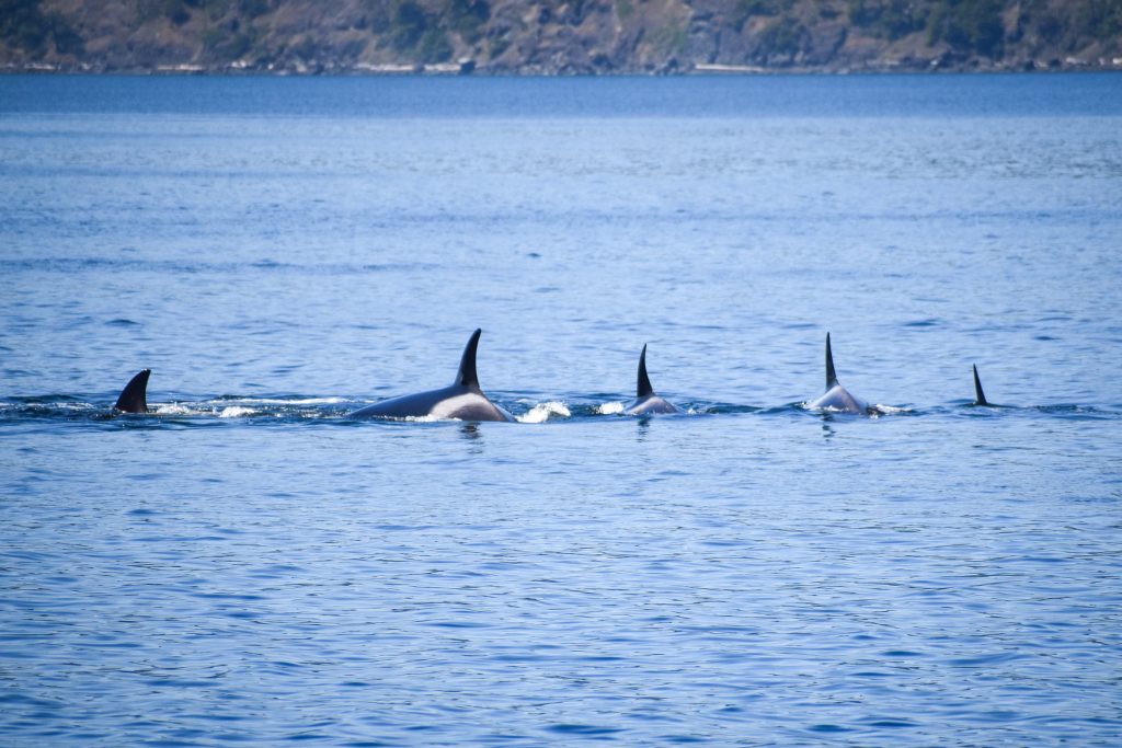 Group of dolphins surfacing in a blue ocean, dorsal fins cutting the water near the horizon.