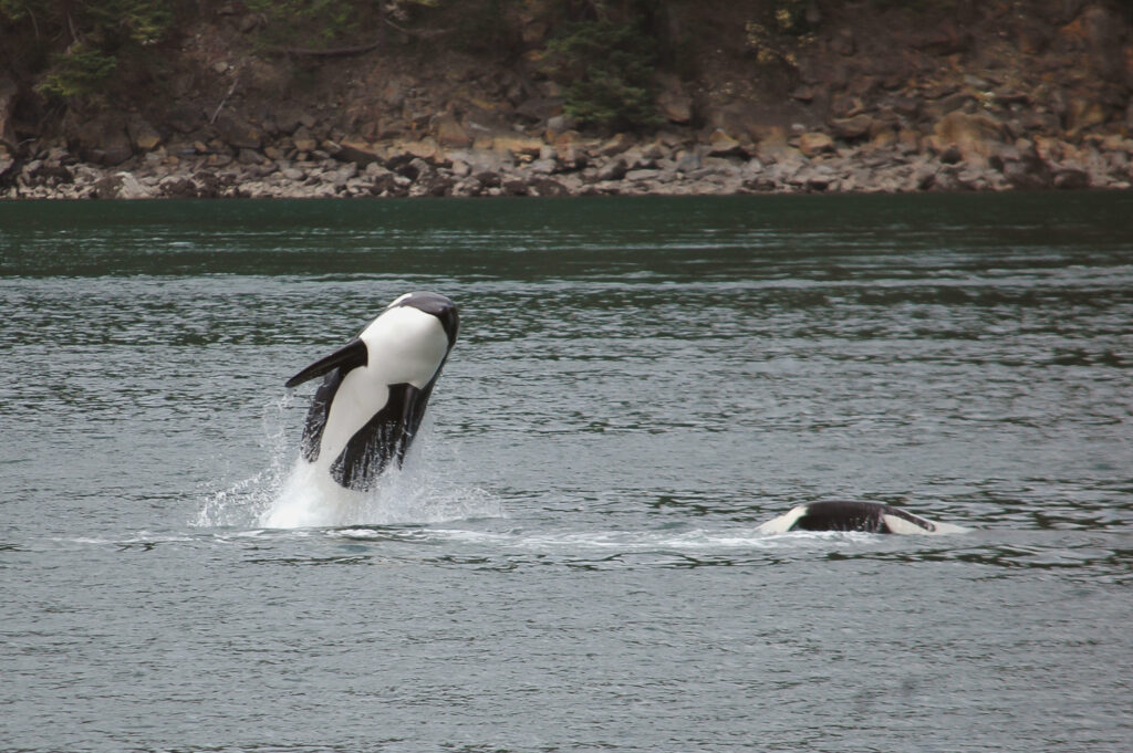 Orca leaping from the water near a rocky shoreline with trees above.