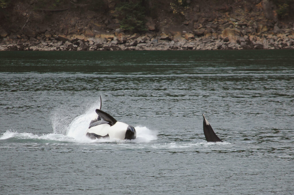 Two orcas breach the surface of dark-green water near a rocky shoreline, spraying water as their dorsal fins rise above the waves.