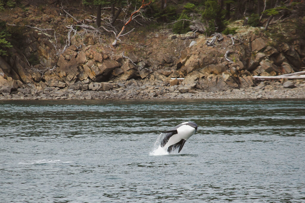 Rocky shoreline with twisted driftwood and a penguin diving into the dark blue water in the foreground