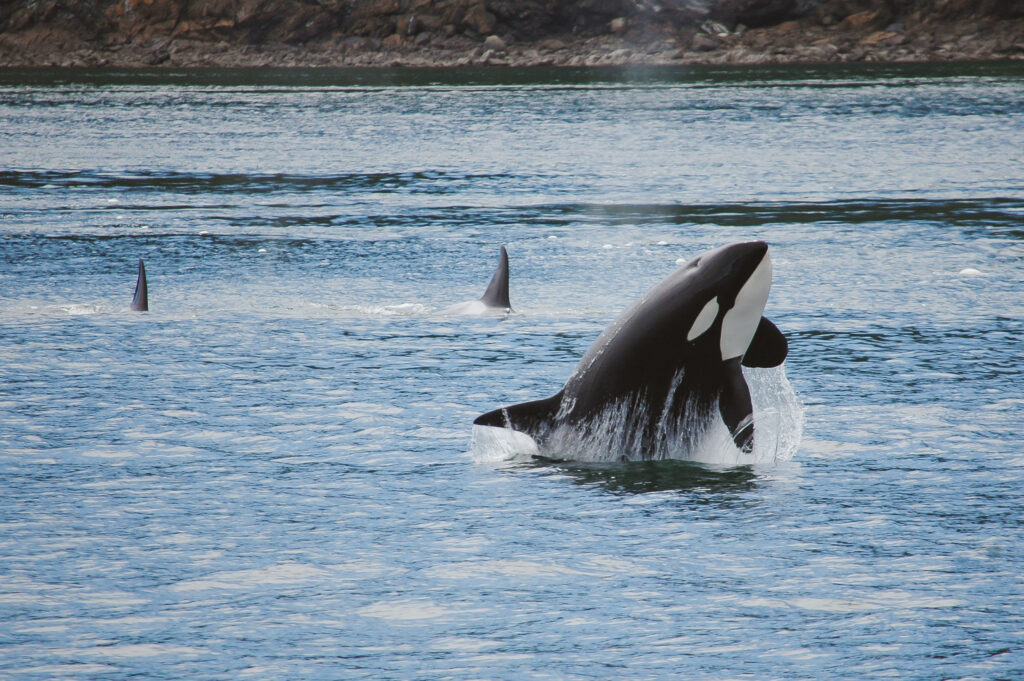 Two orcas (killer whales) with dorsal fins visible above the blue ocean, rocky shore in the background.