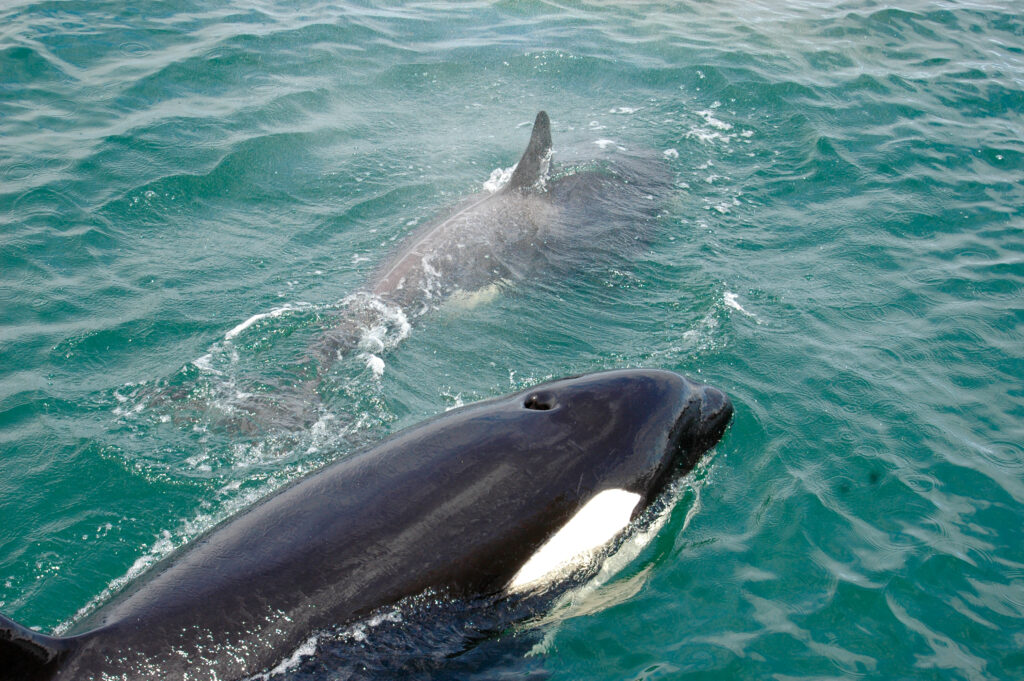 Close-up view of a large dark whale with a dorsal fin slicing through turquoise water, creating small waves and splashes.