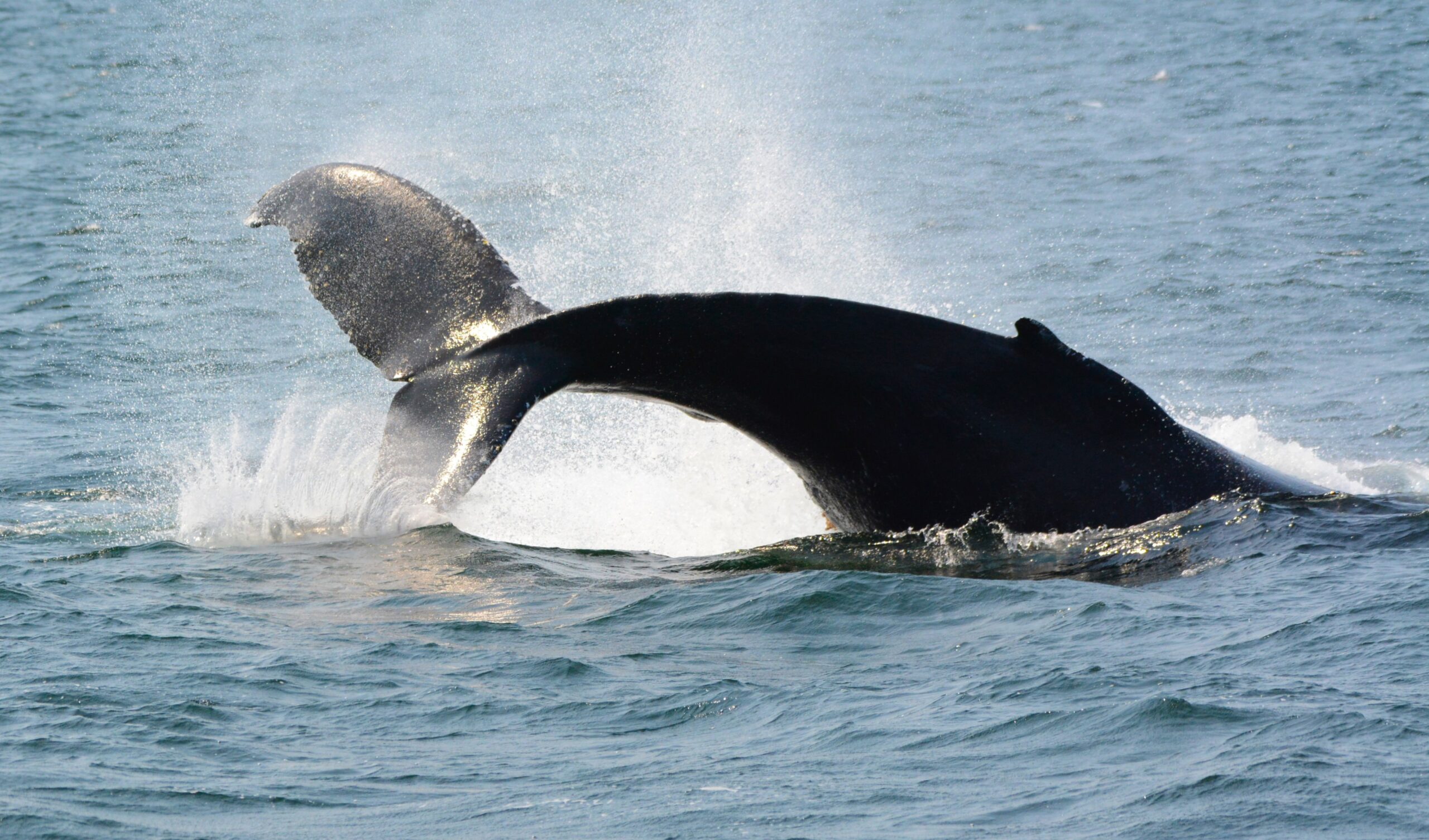 All four species of whales, with humpbacks breaching a few times ...