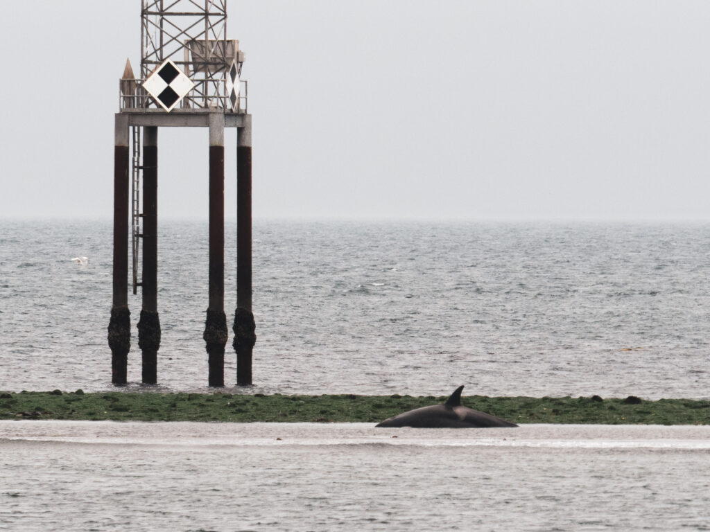Dolphin resting on a sandy beach with a grassy strip, a calm sea in the background, and a tall metal pier with diamond-shaped warning signs at the top.