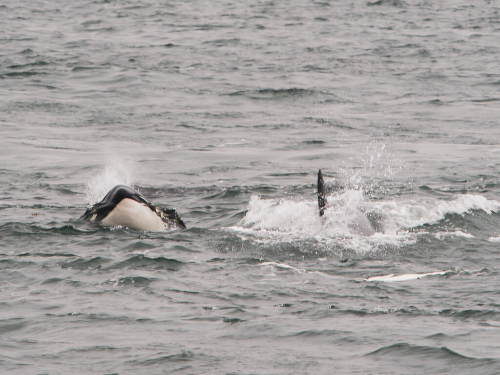 Choppy sea with a dark fin or back breaking the surface of the water near the lower edge of the image.