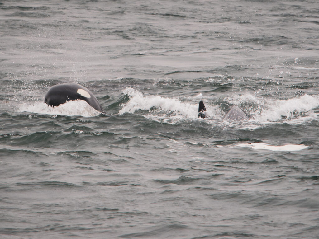 Two orcas surfacing in choppy ocean water, with dark bodies and white eye patches visible amid splashing waves.