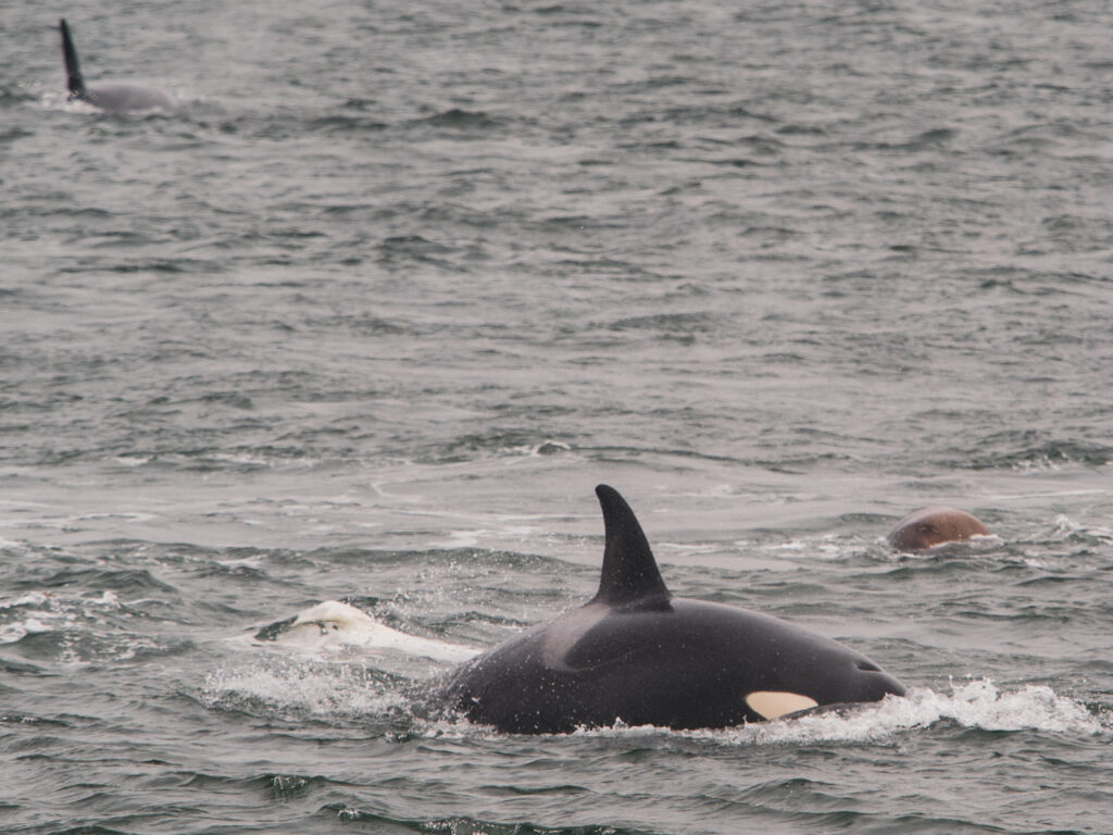 Orcas swimming in rough gray ocean, dorsal fins sticking out of the water. Sonsor waves around them.