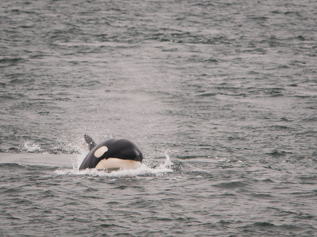 Orca surfacing in the open water, black-and-white body visible above the waves