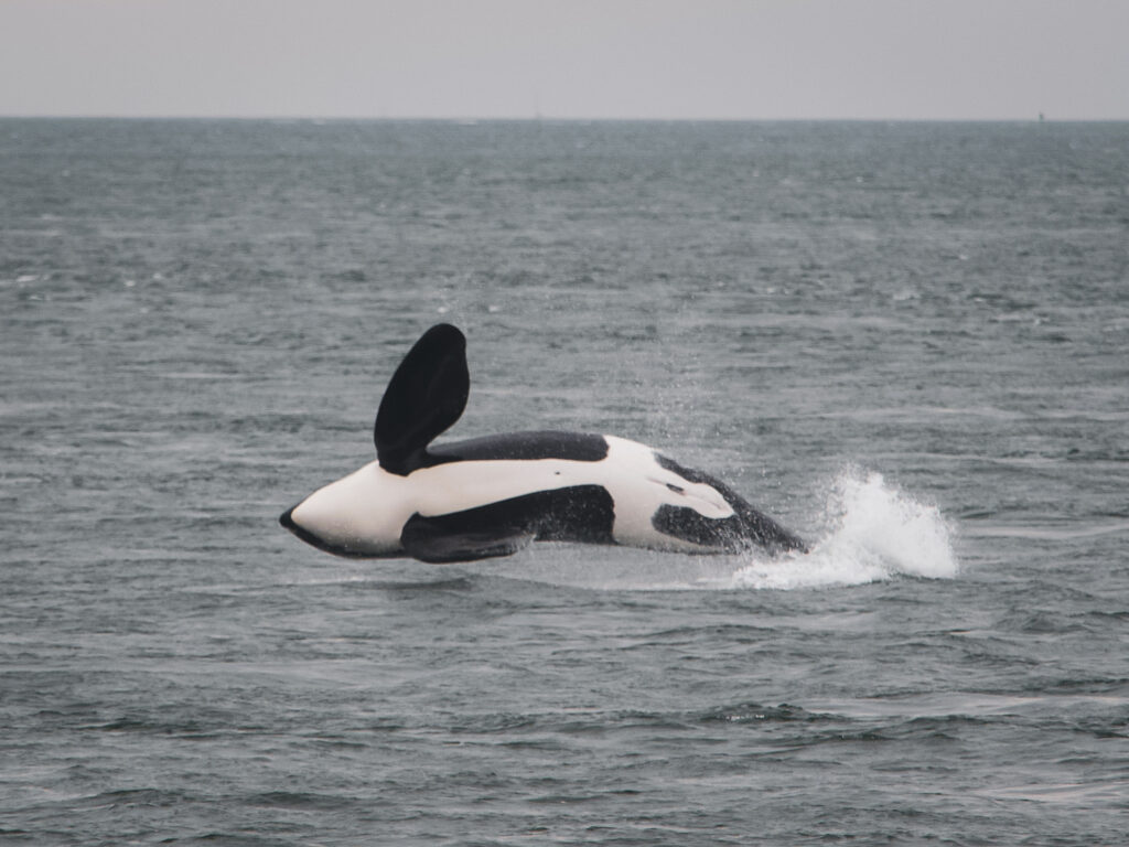 Orca (killer whale) surfacing in the ocean, showing its black-and-white body and dorsal fin.