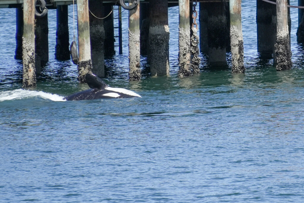 Orca whale swimming beside barnacle-covered pier pilings in blue water.