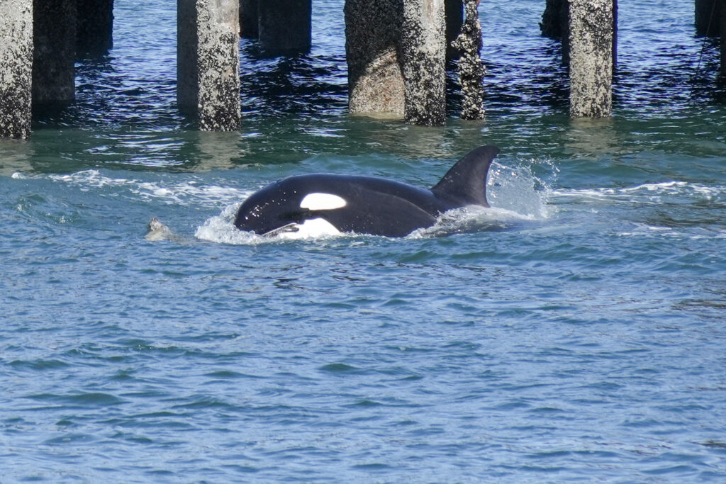Orca whale surfacing near wooden pilings in a blue-green ocean