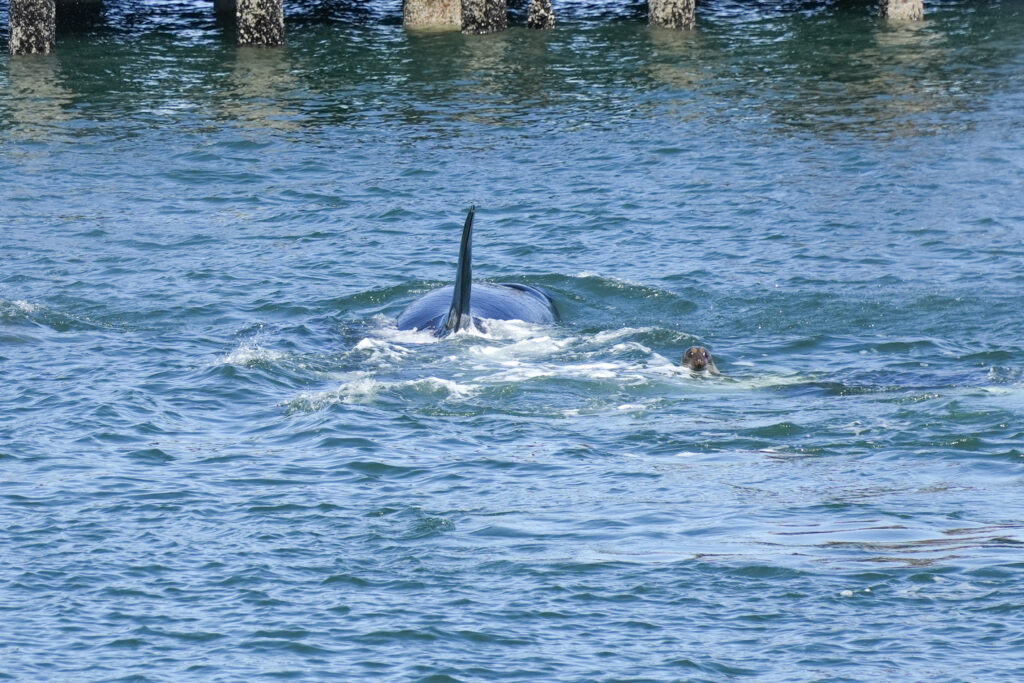 Whale tail fluke rises out of the blue ocean with a seal nearby and pilings in the background.