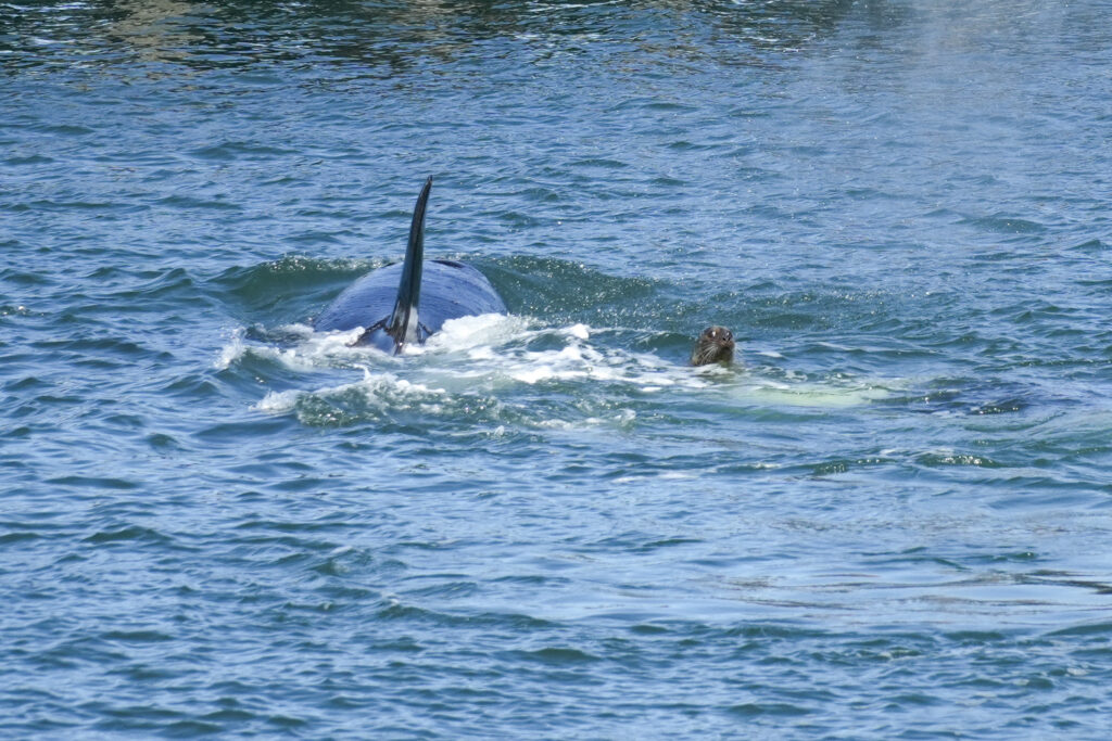 Whale's tail fluke rises from blue ocean, with a seal nearby