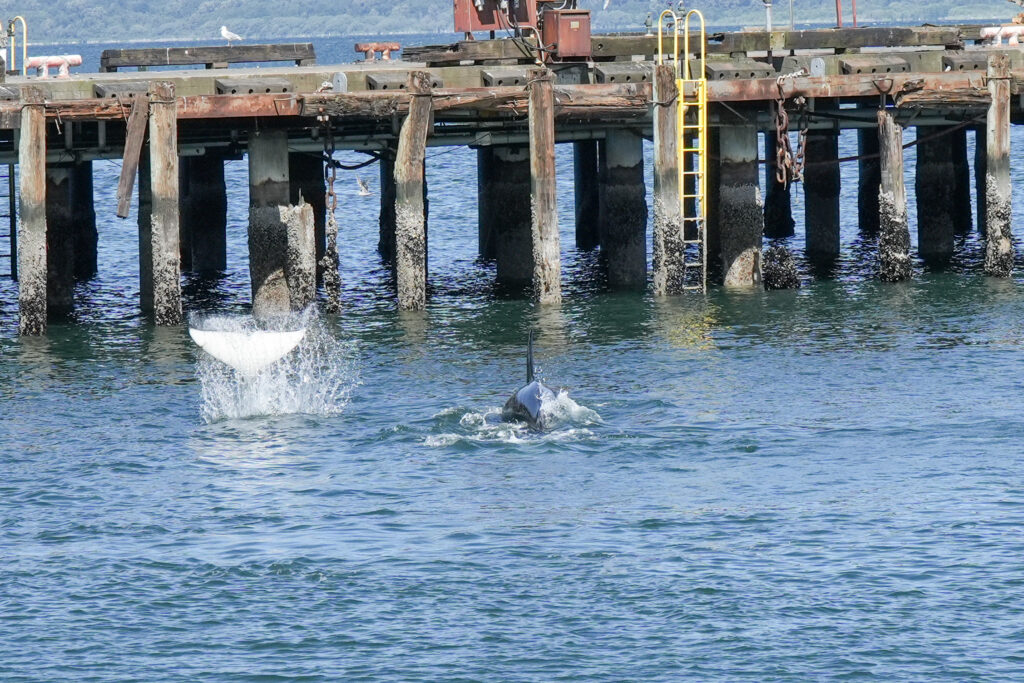 A weathered pier extends over blue water with a yellow ladder; a whale tail splashes near the surface ahead. A seagull sits on the dock above the water.