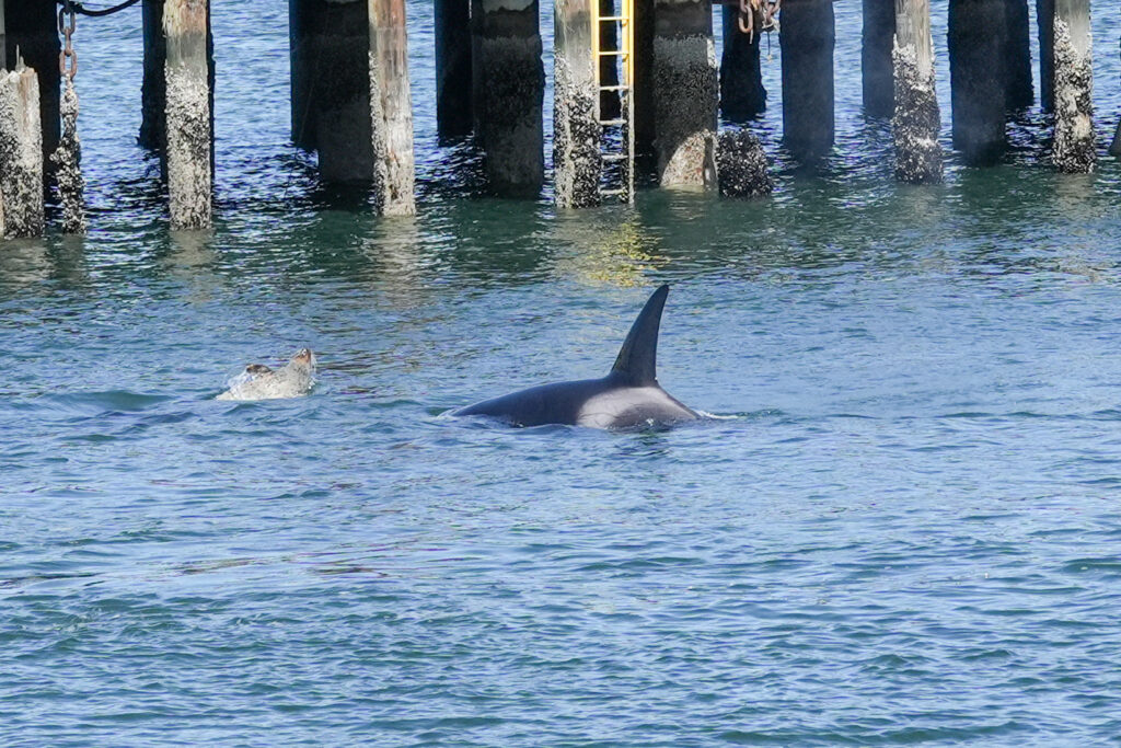 Orca with tall dorsal fin surfacing near weathered pilings by a pier in blue water.
