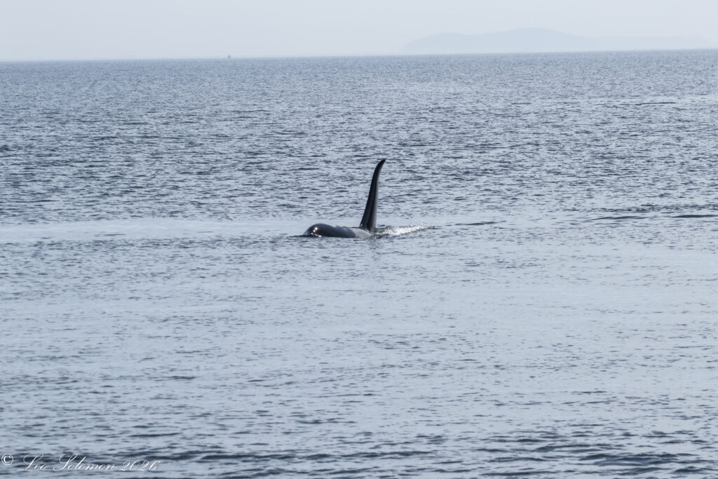 Orca dorsal fin emerging from the blue water with a distant landmass on the horizon.