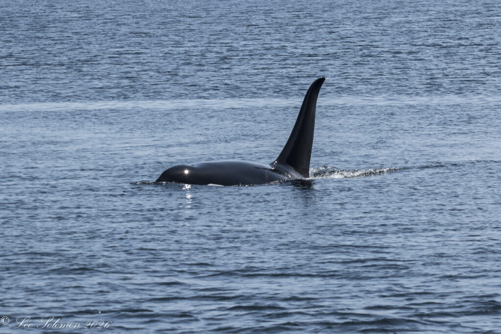 Orca (killer whale) dorsal fin breaking the surface of the blue ocean water, with gentle waves nearby.