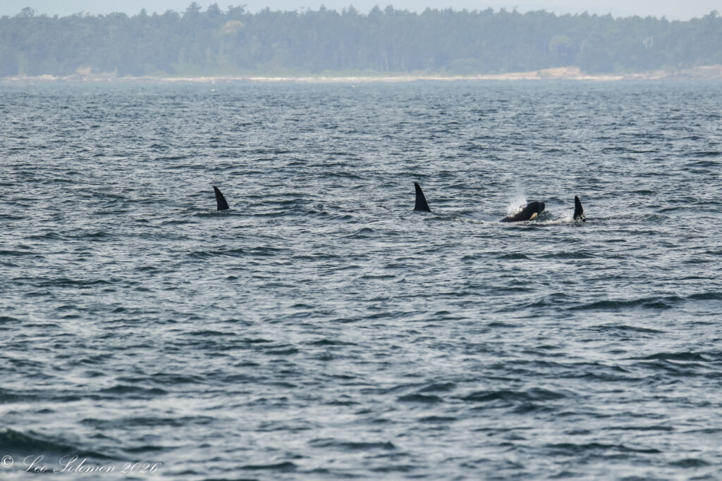 Three orcas visible in the ocean, their tall dorsal fins breaking the water with a distant shoreline in the background