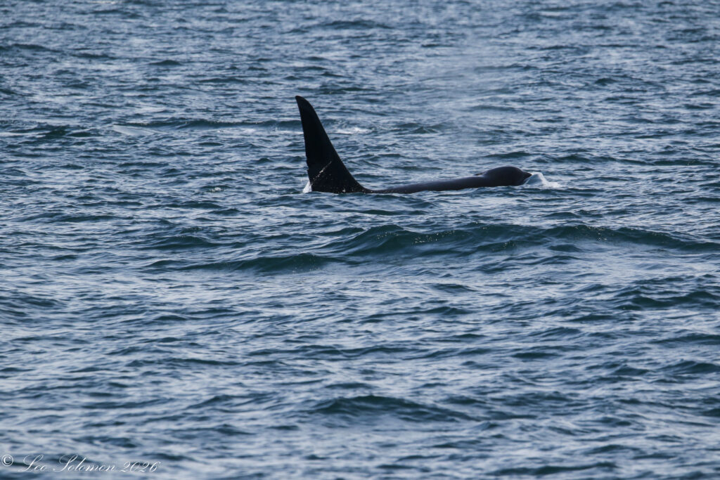 Whale fins protruding from blue ocean, tall dorsal fin breaking the surface amid gentle waves.
