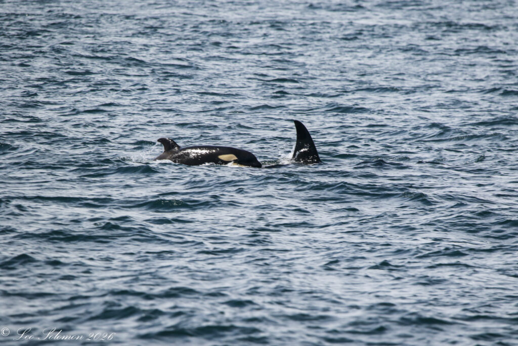 Two orcas swimming near the surface in deep blue ocean, dorsal fins visible