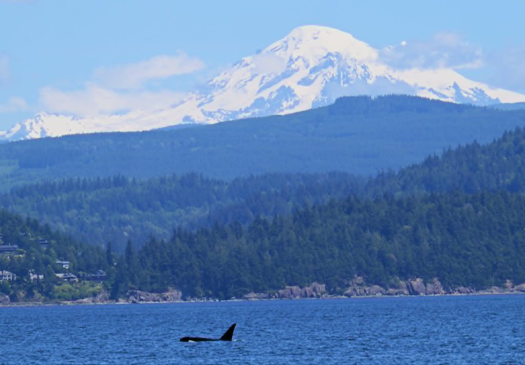 Snow-capped mountain rising behind a forested hillside over a blue lake; a lone dark bird flies near the water foreground.