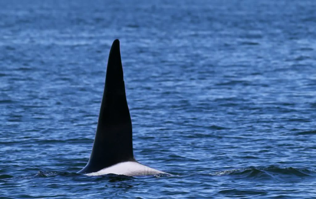 Orca's tall dorsal fin rising above the dark blue ocean surface.