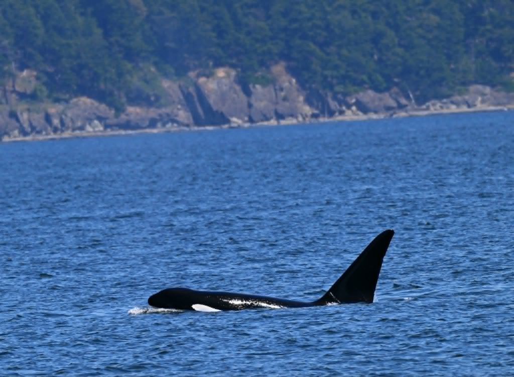 Orca tail flukes emerging from blue ocean near a rocky, forested coastline.