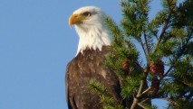 san juan cruises bird watching cruise bald eagle