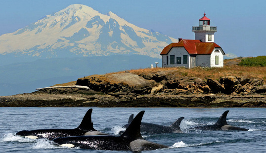 Orca Whales Passing By The Patos Lighthouse