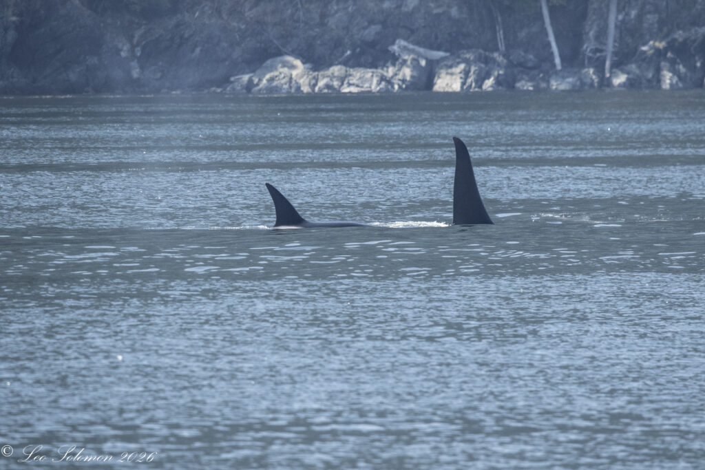 Two orcas surfacing with tall dorsal fins in calm blue water near a rocky coastline.