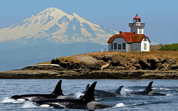 Orca Whales Passing The Patos Island Lighthouse